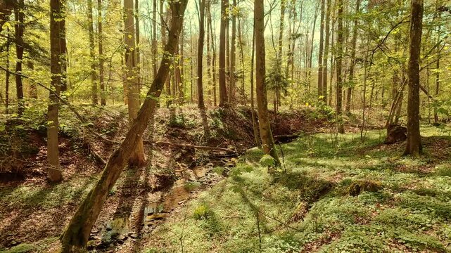 Forest landscape in spring&mdash;sunbeams, trees, fairytale-like