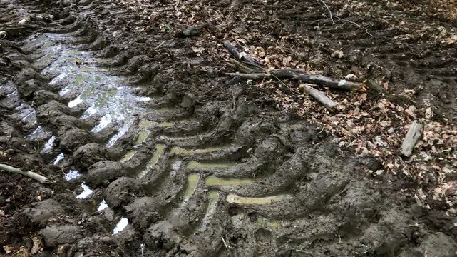 Forest landscape and muddy road or path with tire tracks and puddle of water