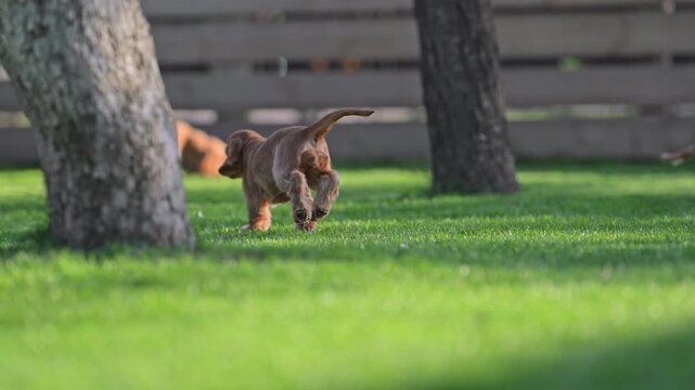 Cute cocker spaniel puppy running through grass with other dogs in sunny garden, playful 4K