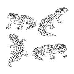 Collection of spotted leopard geckos in different poses isolated illustration for herpetology wildlife study. © Yusra