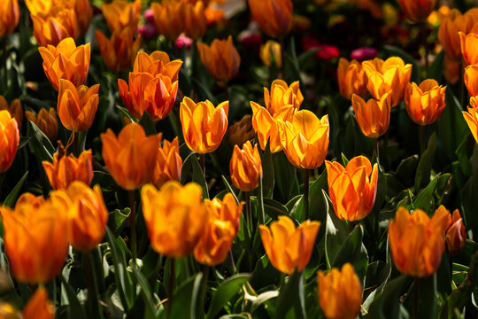 View of vibrant orange tulips blooming in the Botanical Garden Munich-Nymphenburg with green leaves under bright sunlight in Munich, Bavaria, Germany.