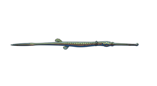 A slender trumpetfish or pipefish with its elongated body and long snout is depicted in a stylized, simple illustration.