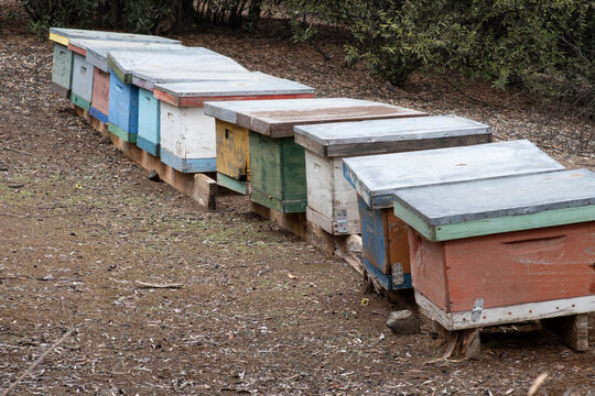 colmenas de madera para abejas mel&iacute;feras, agrupadas en medio de la naturaleza