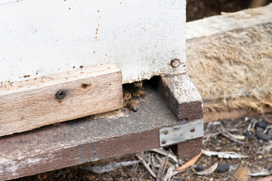 Abejas mel&iacute;feras entrando a un panal de madera ecol&oacute;gico