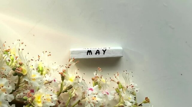 White spring flowers with May calendar on minimal background, seasonal greeting concept, clean floral composition.