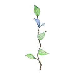 Fototapeta premium Watercolor Succulent Plant Isolated on Transparent Background