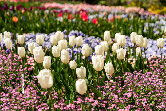View of blooming white tulips and colorful spring flowers in the Botanical Garden Munich-Nymphenburg, Munchen, Bayern, Germany.