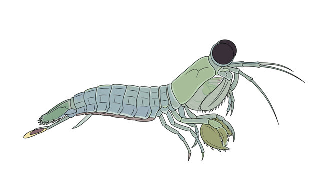 A vibrant illustration showcases a mantis shrimp with its distinctive large eyes and powerful raptorial claws, isolated on white.