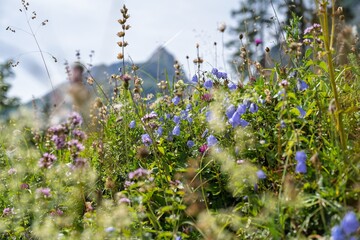 Fototapeta premium Vibrant Blue Harebell Bellflowers and Wildflowers blooming on Alpine Mountain Meadow, Beautiful Close Up Landscape of Colorful Herbs and Flora with Soft Bokeh in the Alps in Summer