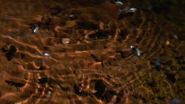 Pinwheel beetles moving on the water surface creating circular ripples, reactive aquatic insects hunting and interacting in natural freshwater environment in slow motion, macro wildlife behavior with 
