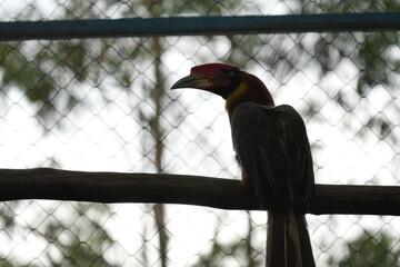 Sumba Hornbill Bird on a Branch Animal Photography © Jimmy