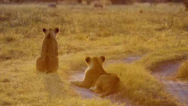 Lion cubs resting on tall yellow grass and observing the Moremi Game Reserve of South africa.