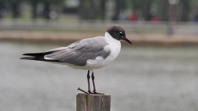 brown headed gull