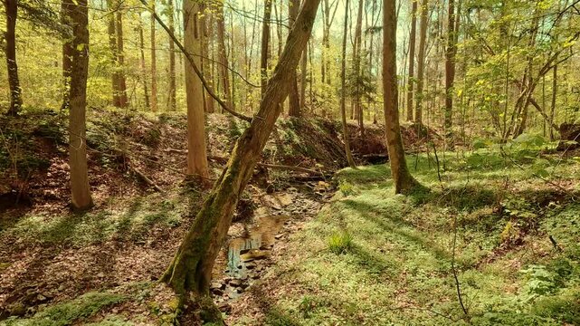 Forest landscape in spring&mdash;sunbeams, trees, fairytale-like