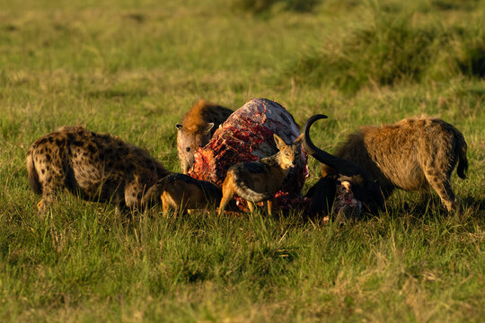 Spotted hyena (Crocuta crocuta), also known as the laughing hyena, a clan of hyenas, along with jackals, devour the remains of a lion's feast.