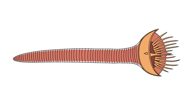 A unique illustration shows a priapulid worm, also known as a penis worm, with a long body and a spiky proboscis.