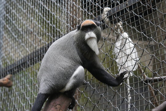 De Brazzas Monkey Portrait Behind Mesh at the Zoo