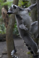 Fototapeta premium Ring Tailed Lemur Portrait in Natural Habitat