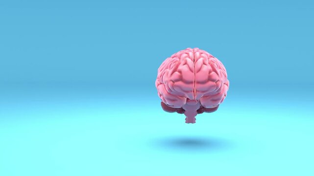 3D anatomical model of the pink human brain rotating on a blue background, 4K video