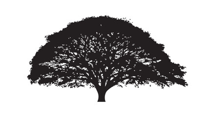 Fototapeta premium Silhouette of grand ancient tree with wide spreading branches and dense leaves isolated on white background for design.