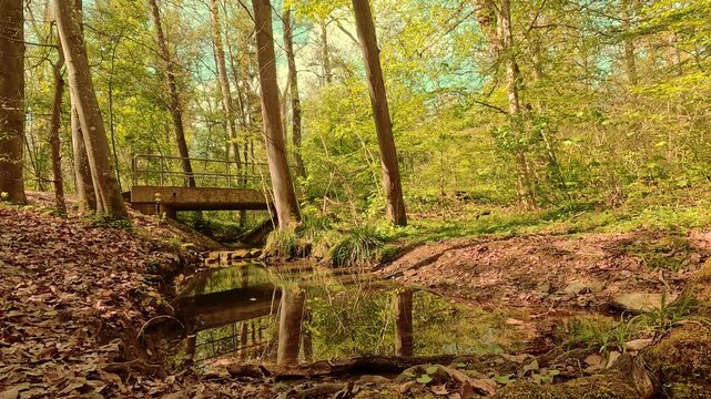 The bridge over the forest stream&mdash;springtime, sunshine; quiet and soothing