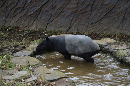 Malayan Tapir Swimming in a Pond Closeup Shot