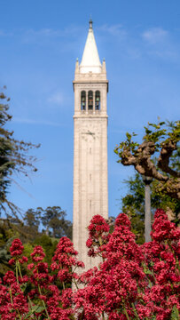 Berkeley Sather Tower Campanile Framed by Red Valerian Wildflowers