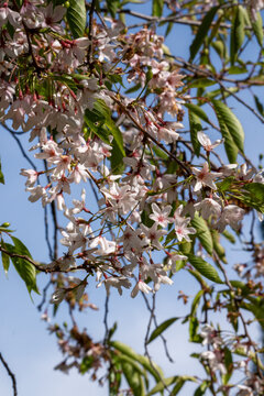 Cherry Blossom Branches in Spring Bloom Against Blue Sky, UC Berkeley