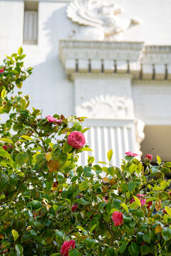 Pink Camellia Flowers Blooming Against Ornate Beaux-Arts Architecture, UC Berkeley