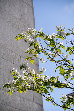 White Dogwood Tree in Full Spring Bloom Against UC Berkeley Sather Tower Campanile