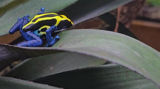 Close up of a yellow, black and blue poison dart frog sitting on a plant leaf and moving around slowly ona cloudy day