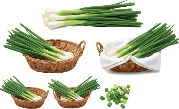 Fresh Green Onion Illustration Set with Scallions, Spring Onions, Chopped Herbs, and Basket Arrangements for Cooking and Food Designs
