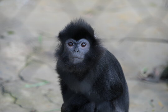Portrait of a Javan Langur Monkey Closeup