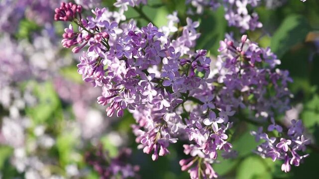 Lilac flowers blossom background - Branch with purple petals blooming and swaying in the wind - Spring nature close up.