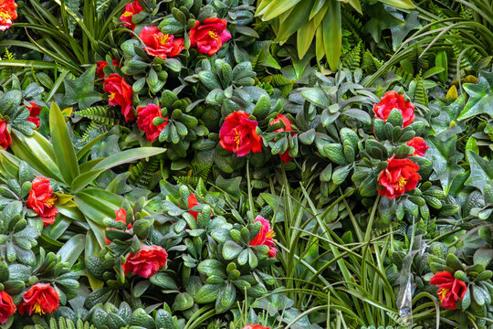 Red flowers in bloom inside local garden grass lawn 
