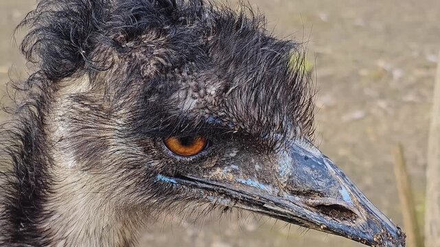 Close up of an emu bird head on a meadow standing and watching on a sunny day.