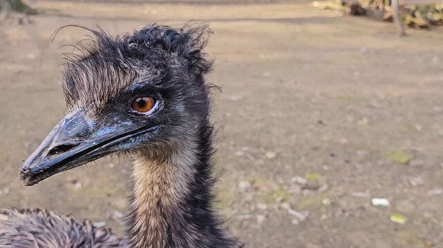 Close up of an emu bird head on a meadow standing and watching on a sunny day.
