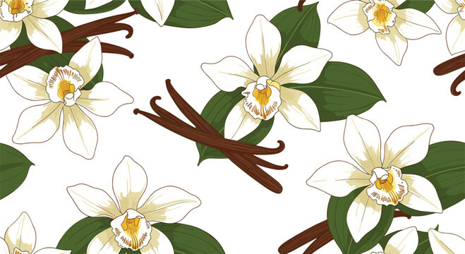 Seamless pattern vector illustration of vanilla flowers and dried pods with green leaves isolated on white background for textile and wallpaper.