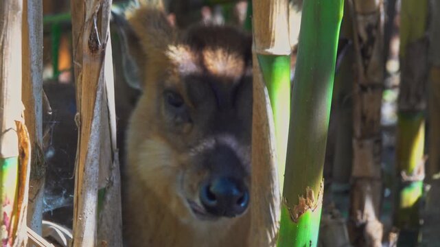A young deer muntjac is resting behind bamboo stalks.