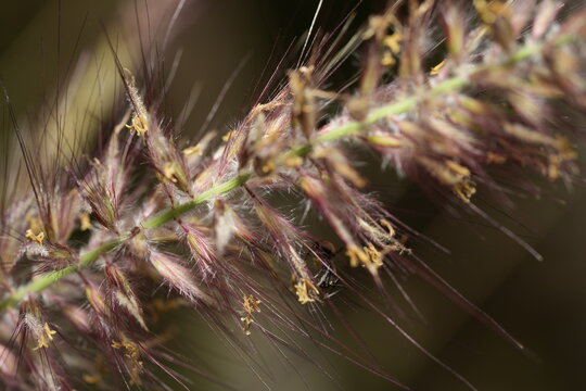 Close-up of Foxtail Bristlegrass Seed Head