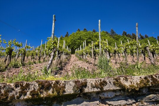 Fahrradtour an der Mosel bei Schweich