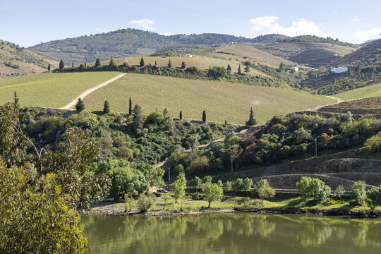 View of the terraced vineyards of the Douro Valley with lush green hills and calm river water reflecting on the surface Portugal.