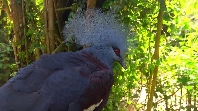 Bird Victoria crowned pigeon darts through lush green leaves