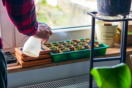 Person in a checkered shirt spraying water on young plant seedlings in biodegradable pots on a windowsill, green nursery tray, indoor plant cultivation, natural daylight coming through the window, hom