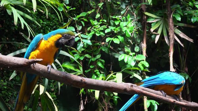 Two macaws perch on a branch in a lush setting