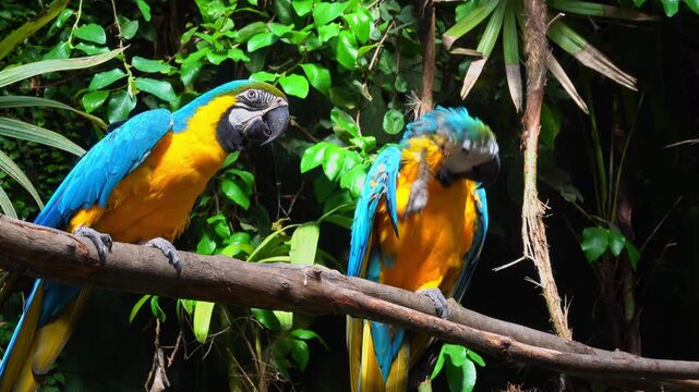 Two macaws rest on a branch in a green space
