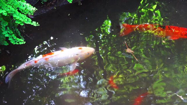 Koi fishs swim among plants in a pond