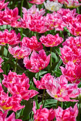Obraz premium field of pink tulips Renoir