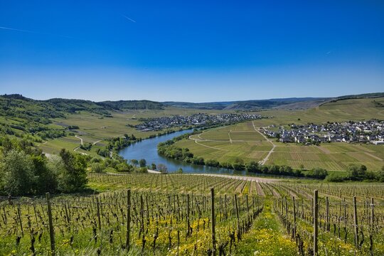 Fahrradtour an der Mosel bei Leiwen