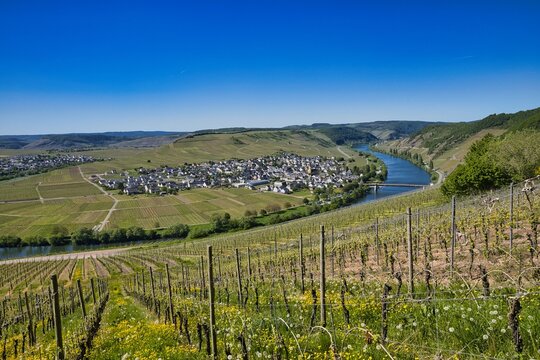 Fahrradtour an der Mosel bei Leiwen